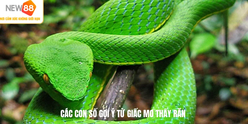 Các con số gợi ý từ giấc mơ thấy răn