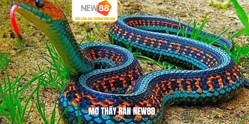 Mơ thấy rắn NEW88